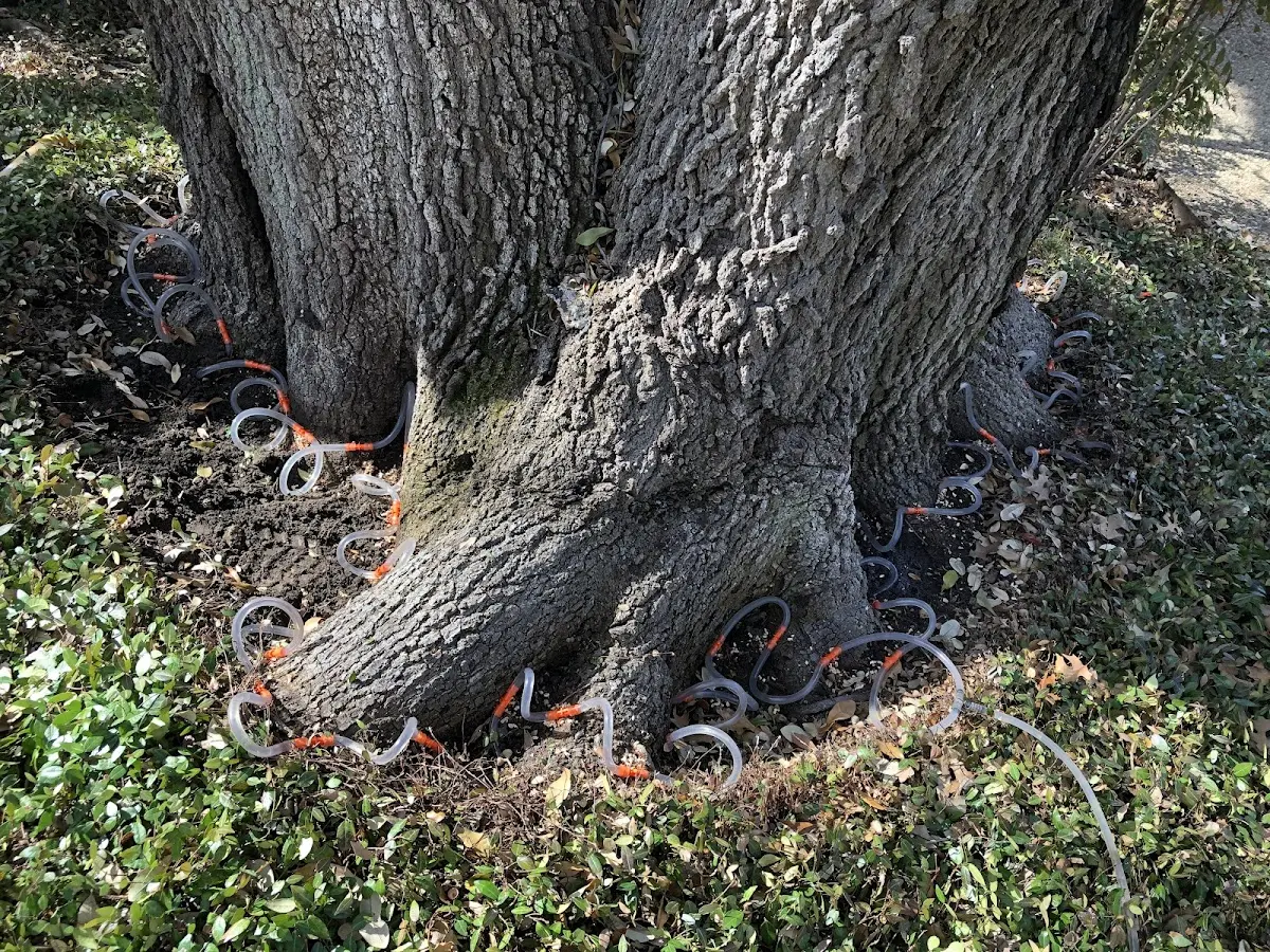 Detailed Tree Cabling and Bracing job site in Goldfield