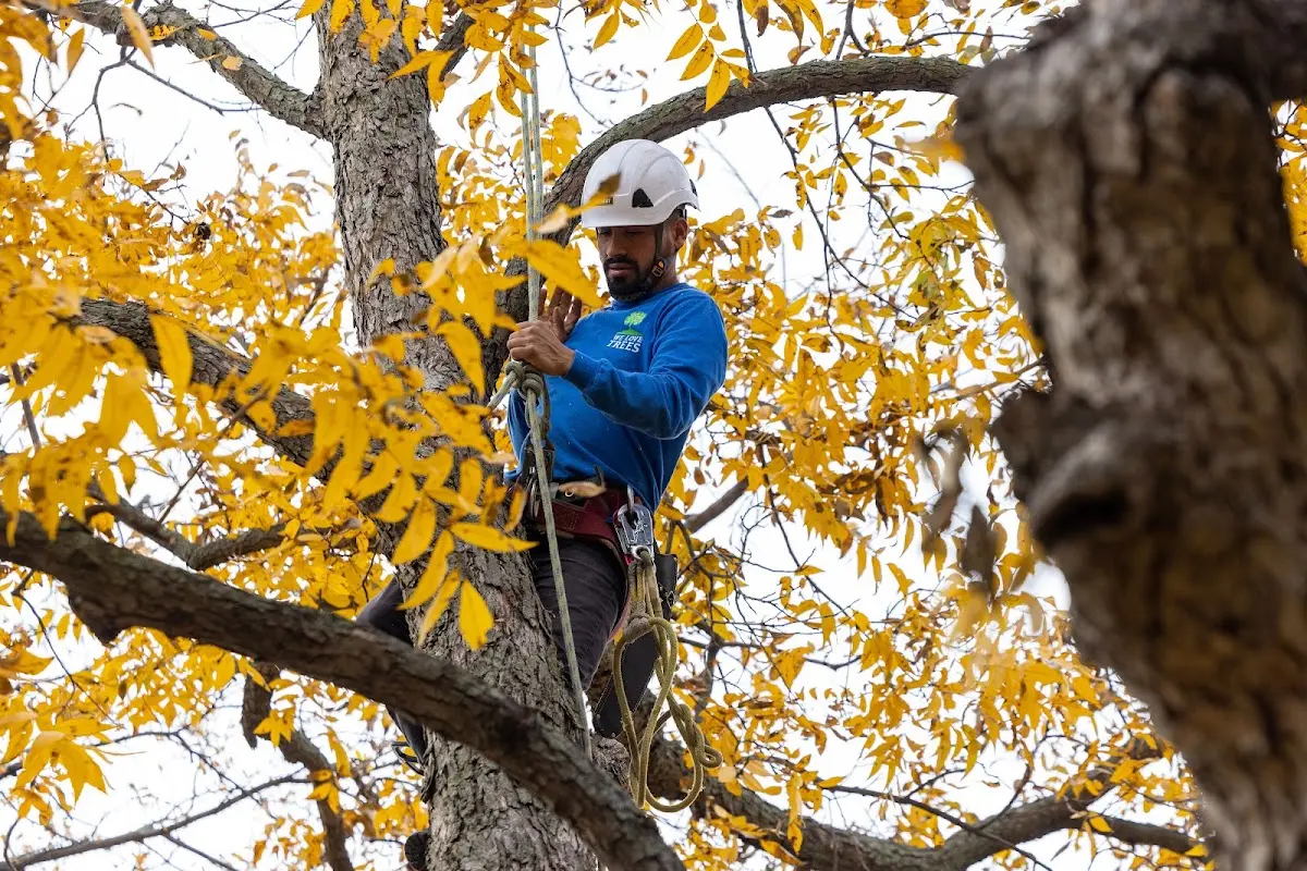 Skilled Tree Pruning crew working in Goldfield